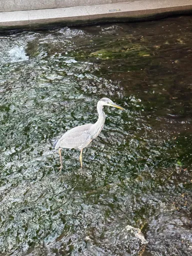 Cheonggyecheon