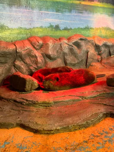 Beavers in Coex Aquarium