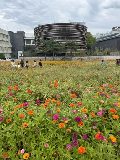 Flower Field new Gyeongbokgung