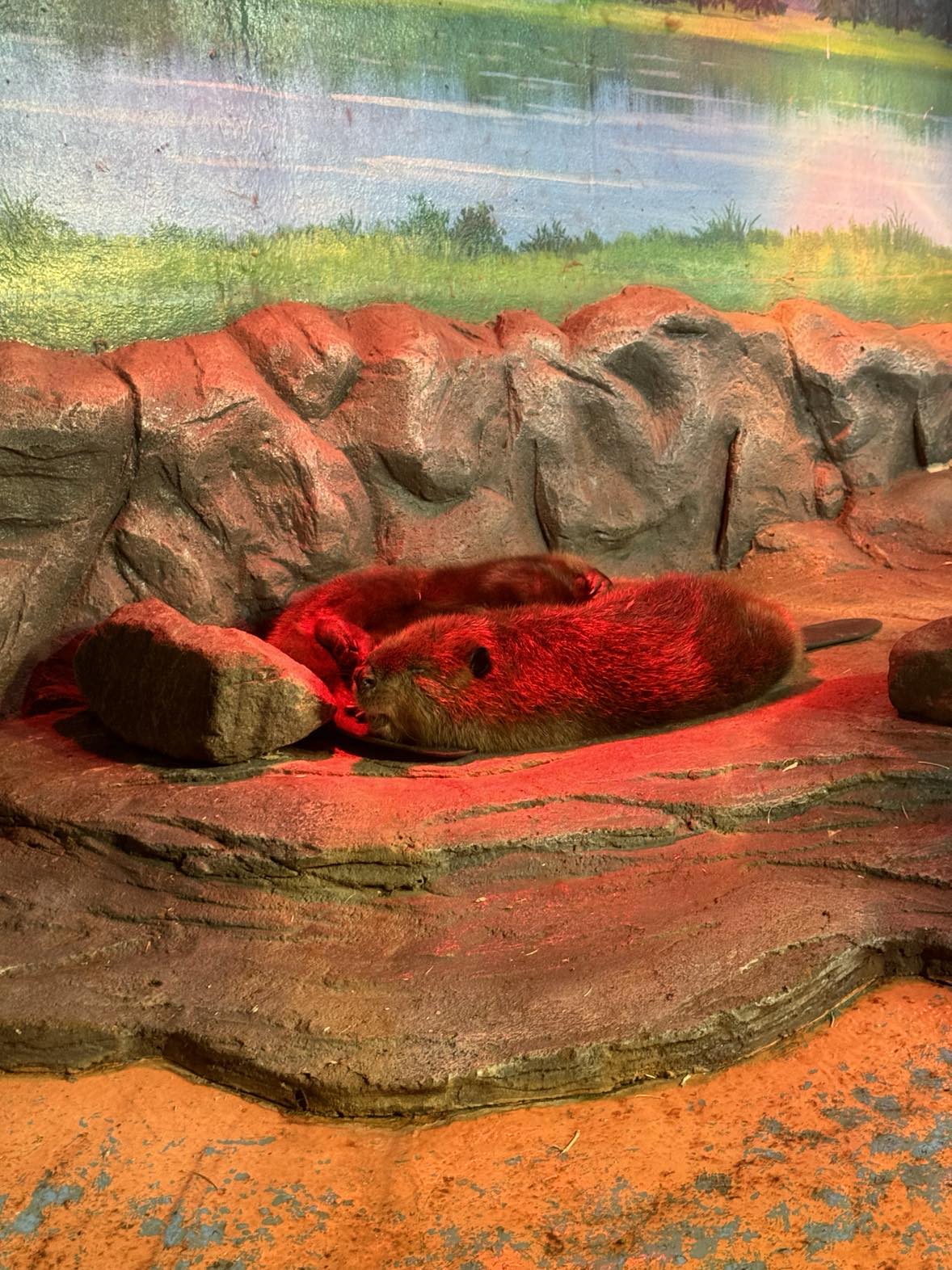 Beavers in Coex Aquarium