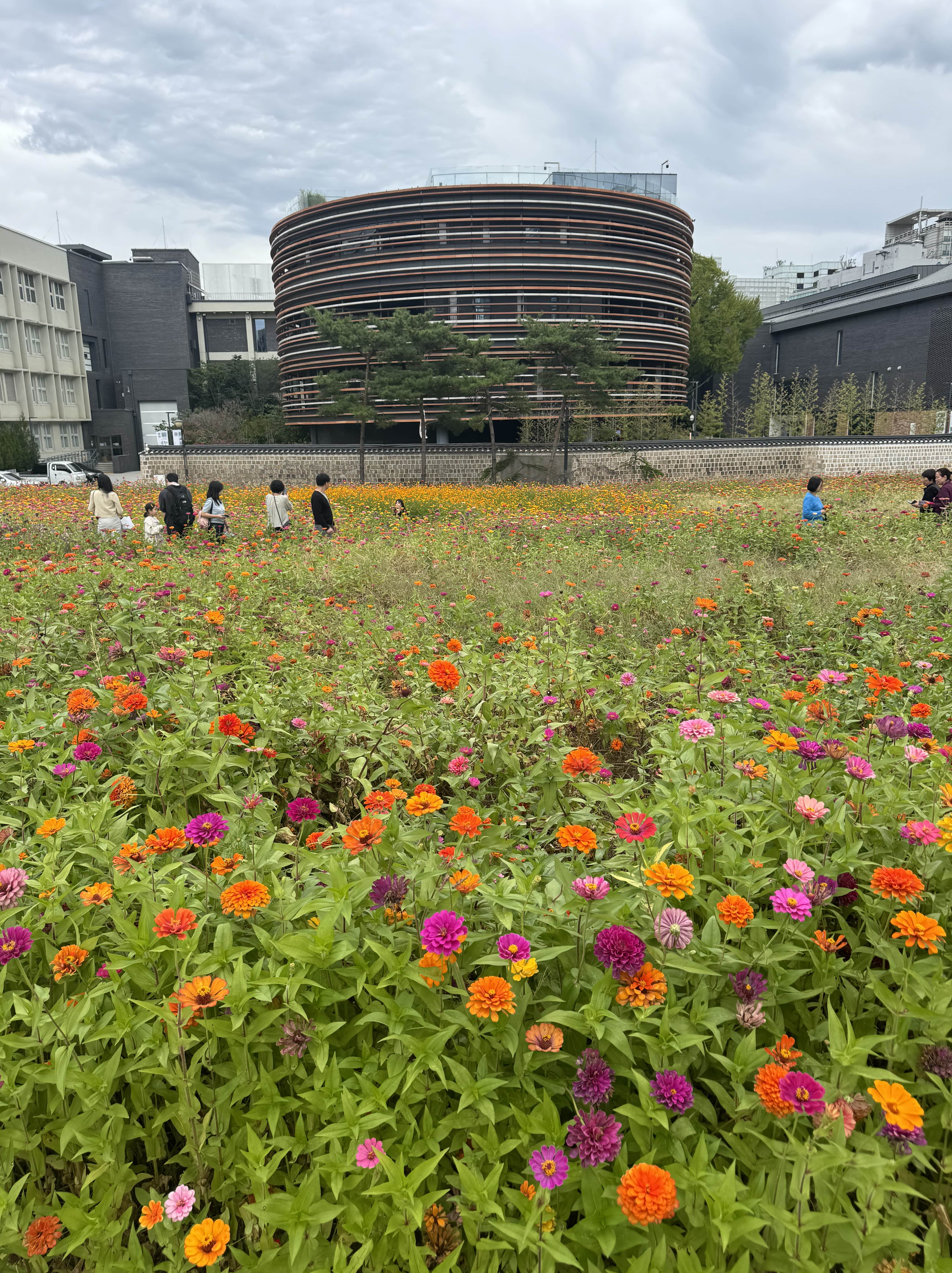 Flower Field new Gyeongbokgung